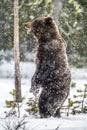 Brown bear standing on his hind legs on the snow in the winter forest. Royalty Free Stock Photo