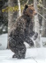 Brown bear standing on his hind legs on the snow in the winter forest. Royalty Free Stock Photo