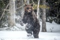 Brown bear standing on his hind legs on the snow in the winter forest. Royalty Free Stock Photo