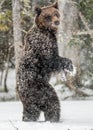 Brown bear standing on his hind legs on the snow in the winter forest. Royalty Free Stock Photo