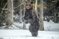 Brown bear standing on his hind legs on the snow in the winter forest. Royalty Free Stock Photo