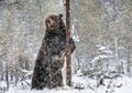 Brown bear standing on his hind legs on the snow in the winter forest. Royalty Free Stock Photo