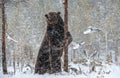 Brown bear standing on his hind legs on the snow in the winter forest. Royalty Free Stock Photo