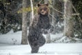 Brown bear standing on his hind legs on the snow in the winter forest. Royalty Free Stock Photo