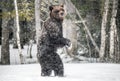 Brown bear standing on his hind legs on the snow in the winter forest. Royalty Free Stock Photo