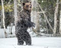 Brown bear standing on his hind legs on the snow in the winter forest. Snowfall. Royalty Free Stock Photo