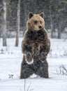 Brown bear standing on his hind legs on the snow in the winter forest. Royalty Free Stock Photo