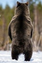 Brown bear standing on his hind legs in spring forest. Back view