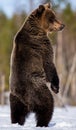 Brown bear standing on his hind legs Royalty Free Stock Photo