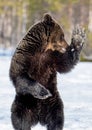 Brown bear standing on his hind legs Royalty Free Stock Photo