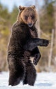 Brown bear standing on his hind legs Royalty Free Stock Photo