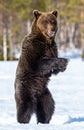 Brown bear standing on his hind legs . Royalty Free Stock Photo