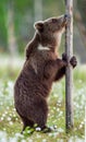 Brown bear standing on his hind legs . Royalty Free Stock Photo