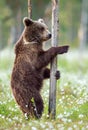 Brown bear standing on his hind legs in the summer forest among white flowers. Royalty Free Stock Photo