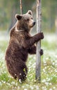Brown bear standing on his hind legs in the summer forest among white flowers. Royalty Free Stock Photo