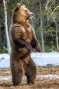 Brown Bear standing on his hind legs