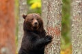 Brown bear standing leaning in a tree of a forest Royalty Free Stock Photo