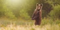 Brown bear standing on rear legs in upright position on meadow with copy space Royalty Free Stock Photo