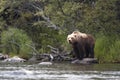 Brown bear standing on rock