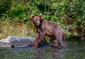 Brown bear standing on a rock Royalty Free Stock Photo