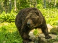 A brown bear standing on rock