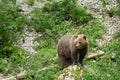 Brown Bear Standing on a Rock in Nature Reserve in Summer Royalty Free Stock Photo