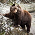 Brown Bear standing on a rock Royalty Free Stock Photo