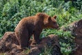 Brown bear standing on rock in undergrowth Royalty Free Stock Photo