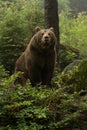 Brown bear standing on top of a hill in the woods and looking forward