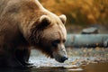 a brown bear standing on top of a river next to a forest filled with trees and leaves and eating a stick of food in it\'s