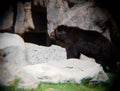 brown bear standing in a zoo