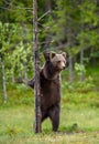 Brown bear stands on its hind legs by a tree.