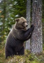 Brown bear stands on its hind legs by a tree in a pine forest. Royalty Free Stock Photo