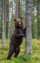 Brown bear stands on its hind legs by a tree in a pine forest. Royalty Free Stock Photo