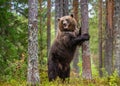 Brown bear stands on its hind legs by a tree in a pine forest.