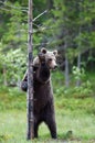 Brown bear stands on its hind legs by a tree.