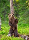 Brown bear stands near a tree in funny poses against the background of the forest.