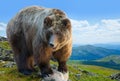 Brown bear on stone at mountains wildness area Royalty Free Stock Photo