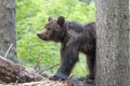 Brown bear stretching on fallen tree in green spruce forest