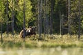 Brown bear in summer landscape