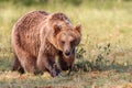 Brown bear in sunshine in summer forest