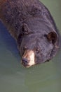 Brown bear swimming