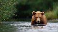 A brown bear is swimming in a river Royalty Free Stock Photo