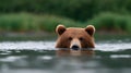 A brown bear is swimming in a river Royalty Free Stock Photo