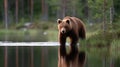 A brown bear is swimming in a river Royalty Free Stock Photo