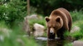 A brown bear is swimming in a river Royalty Free Stock Photo