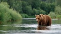 A brown bear is swimming in a river Royalty Free Stock Photo