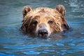 Brown Bear swimming in a river Royalty Free Stock Photo