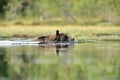 Brown bear swimming in a water Royalty Free Stock Photo