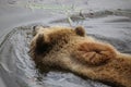 Brown bear swimming in water, macro Royalty Free Stock Photo